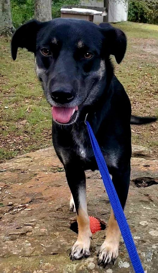 Rescue Charlie's Friends Dog Rescue in Maine