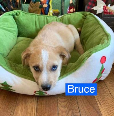 https://rescuecharliesfriends.org/wp-content/uploads/2023/12/Bruce.jpg