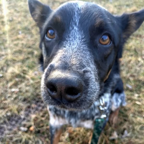 Rescue Charlie's Friends Dog Rescue in Maine