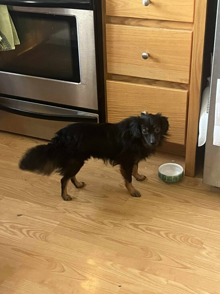 Rescue Charlie's Friends Dog Rescue in Maine